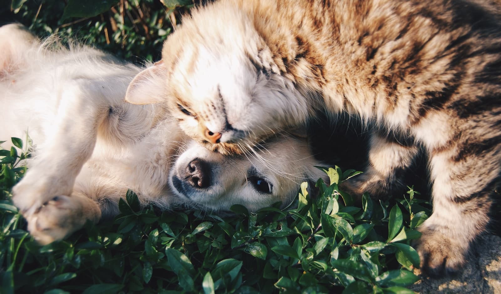 A dog and a cat resting together in the grass at golden hour